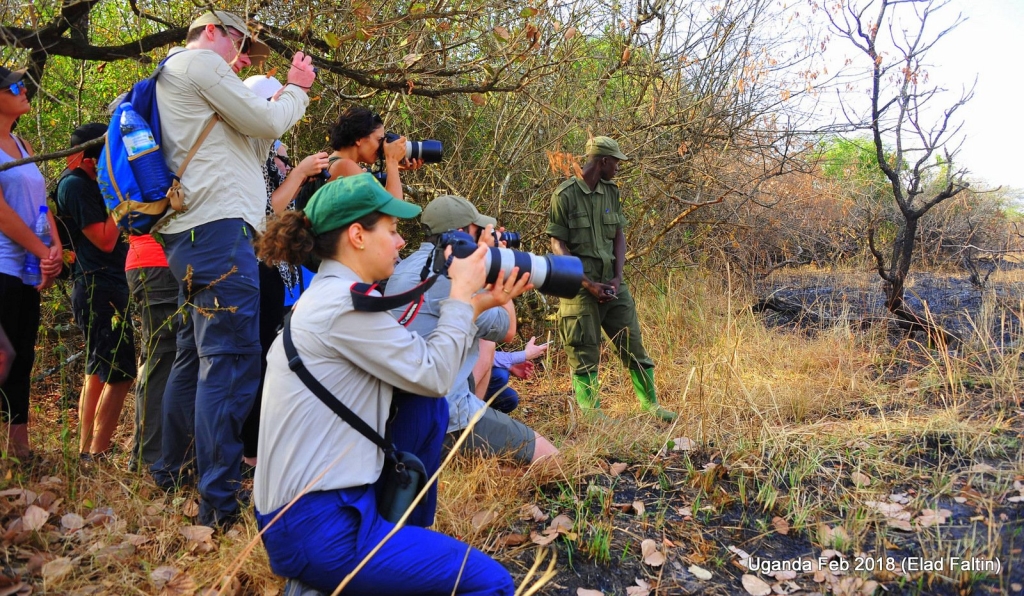 מוזנגו באפריקה
