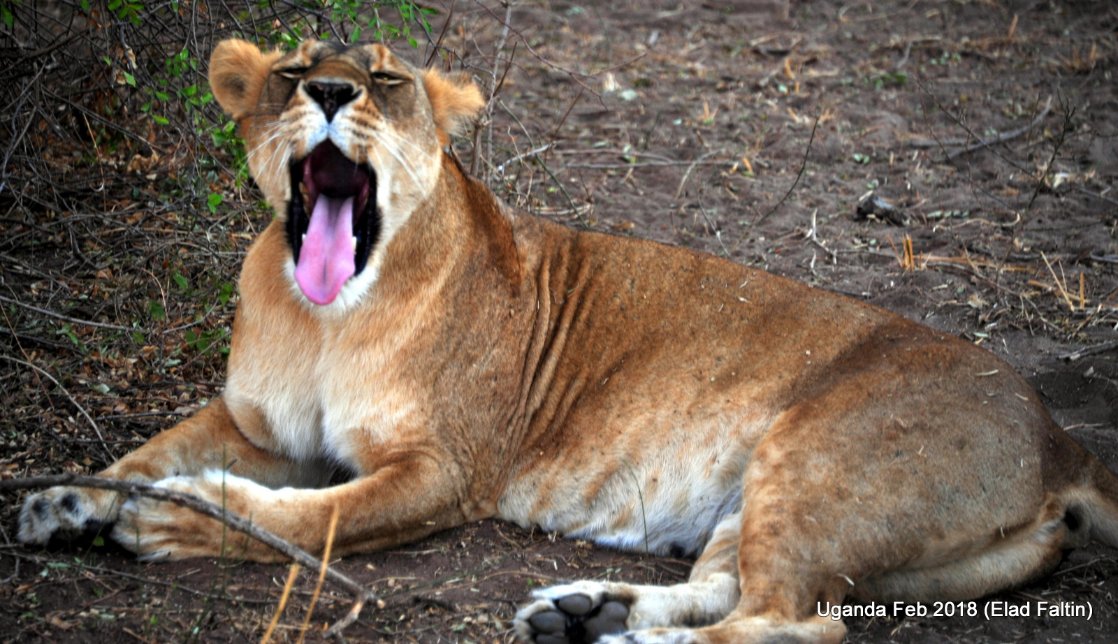 אריה אוגנדה אפריקה