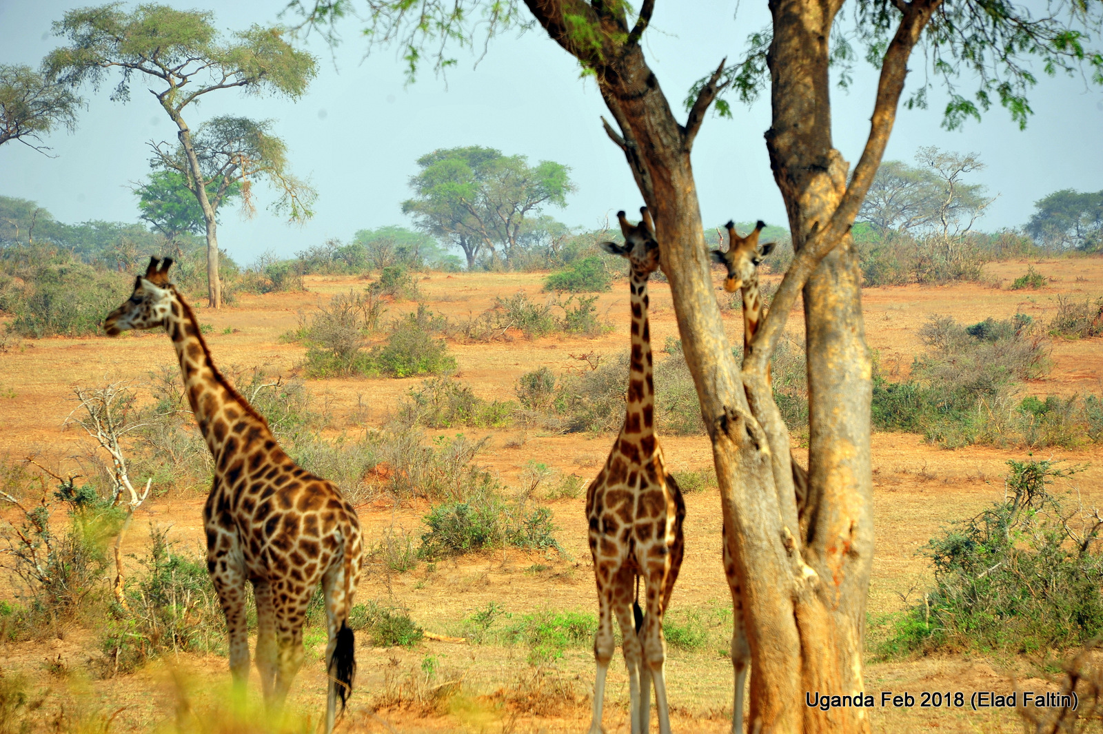 ג'ירפות - אוגנדה אפריקה