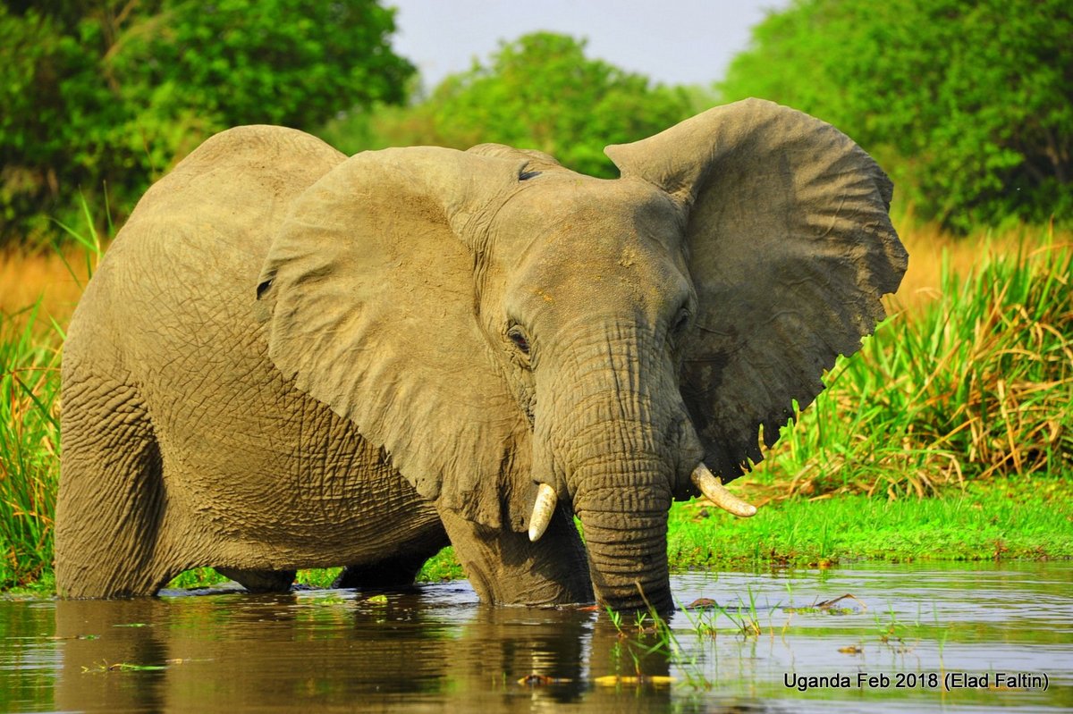 פיל אפריקאי