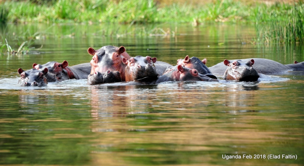 היפופוטם אוגנדה אפריקה