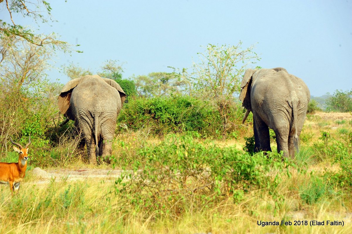 פיל - מלך החיות האמיתי